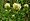 Trifolium montanum1.jpg