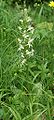 Platanthera chlorantha 310503.jpg