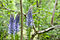 2008 05 23 FR Alpes Revel RaiponceEnEpi PhyteumaSpicatum.jpg