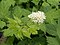 Actaea spicata 1.jpg