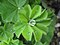 Alchemilla vulgaris.jpg
