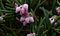 Andromeda-polifolia-flowers.JPG