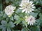 Astrantia major R0012287.JPG