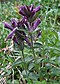 Bartsia alpina a4.jpg