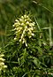 Beblättertes Läusekraut, Pedicularis foliosa 1.JPG
