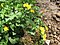 Caltha palustris Aubrac.JPG