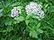 Chaerophyllum hirsutum01.jpg