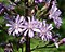 Cicerbita alpina 150705.jpg