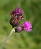 Cirsium rivulare 1.jpg