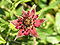Comarum palustre 1 beentree.jpg
