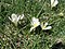 Crocus vernus.JPG