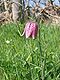 Fritillaria meleagris audubon.jpg