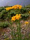 Jacobaea adonidifolia 4.jpg