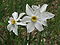 Narcisse-Forez.JPG