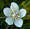 Parnassia palustris.JPG