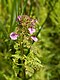 Pedicularis palustris (plant).jpg