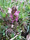 Pedicularis sylvatica Aubrac.JPG