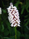 Persicaria bistorta01.jpg