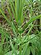 Polygonatum verticillatum01.jpg