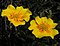Potentilla-aurea-160606-1.jpg