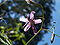 Prenanthes purpurea01.JPG