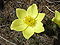 Pulsatilla alpina subsp apiifolia 01.jpg