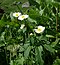 Ranunculus aconitifolius 240708.jpg
