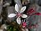 Saxifraga stellaris1.JPG