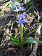 Scilla bifolia03.jpg