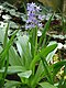 Scilla lilio-hyacinthus01.JPG