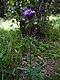 Serratula tinctoria monticola.jpg
