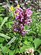 Stachys officinalis.JPG
