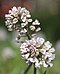 Thlaspi alpestre Kevättaskuruoho IM7264 C.JPG