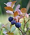 Three ripe blueberries.jpg
