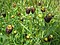 Trifolium Spadiceum.JPG