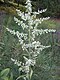 Veratrum album Aubrac.JPG