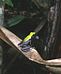 Mantella laevigata02.jpg