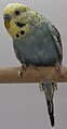 Perruche ondulée (opaline bleu-violet à masque jaune).jpg