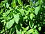 Menthe