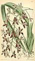 Cymbidium canaliculatum.jpg