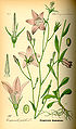 Illustration Campanula patula0.jpg