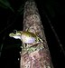 Spinomantis aglavei.jpg