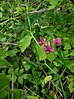 Lathyrus sylvestris2.jpg