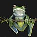 Boophis luteus02.jpg