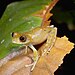 Boophis marojezensis.jpg