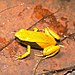 Mantella crocea.jpg