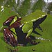 Mantella nigricans02.jpg
