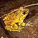 Mantidactylus grandidieri01.jpg