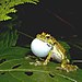 Spinomantis phantasticus01.jpg