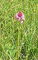 Anacamptis pyramidalis-1.jpg